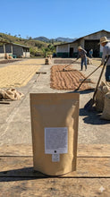 Load image into Gallery viewer, VENEZUELA. Villanueva / Castillo Variety - Frontino Coffee
