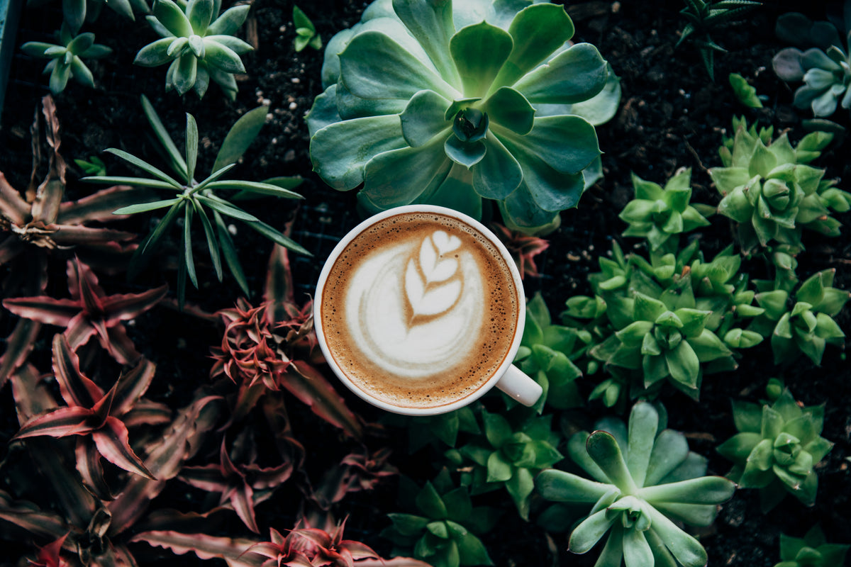 Frontino Coffee